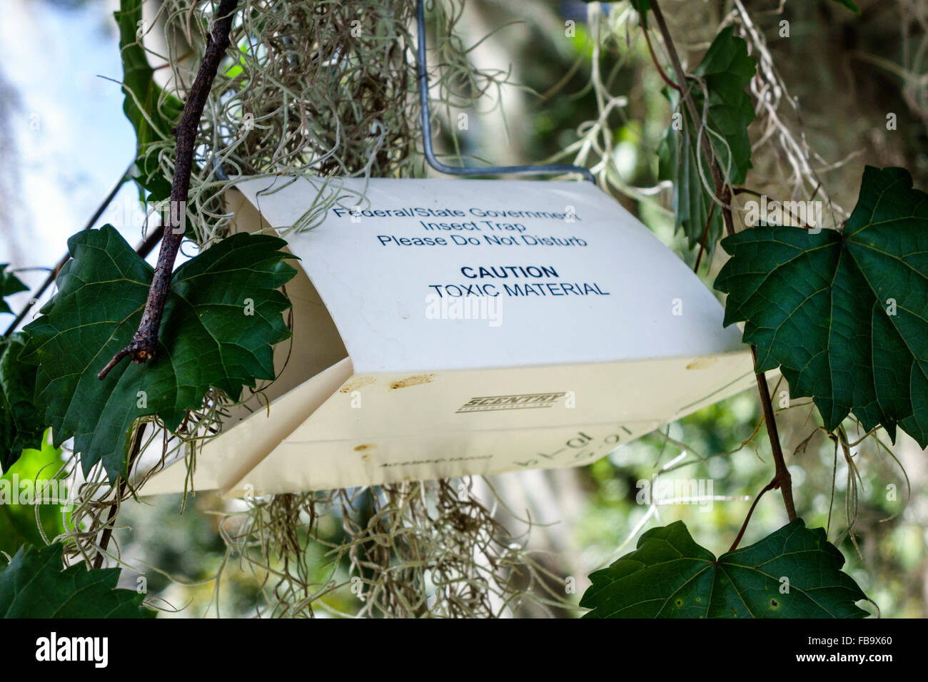 Florida Palmetto, Terra Ceia Preserve State Park, Insektenfalle, Besucher reisen Reise touristischer Tourismus Wahrzeichen Kultur Kultur Kultur Kultur, vacatio Stockfoto