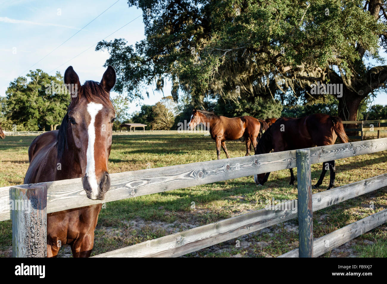 Florida Ocala, pensionierte Vollblut-Rennpferde, Gesichtsmarkierungen, Flammen, Streifen, Weide, Bauernhof, Zaun, spanisches Moos, Besucher reisen Reisetouristen Stockfoto