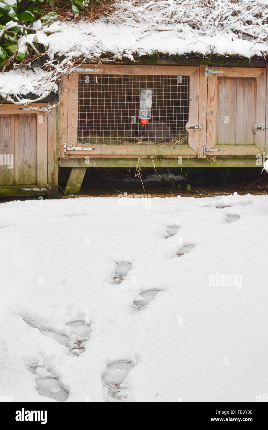 Fußspuren im Schnee führt zu Hauskaninchen in großen Kaninchenstall mit angehängten laufen im winter Stockfoto