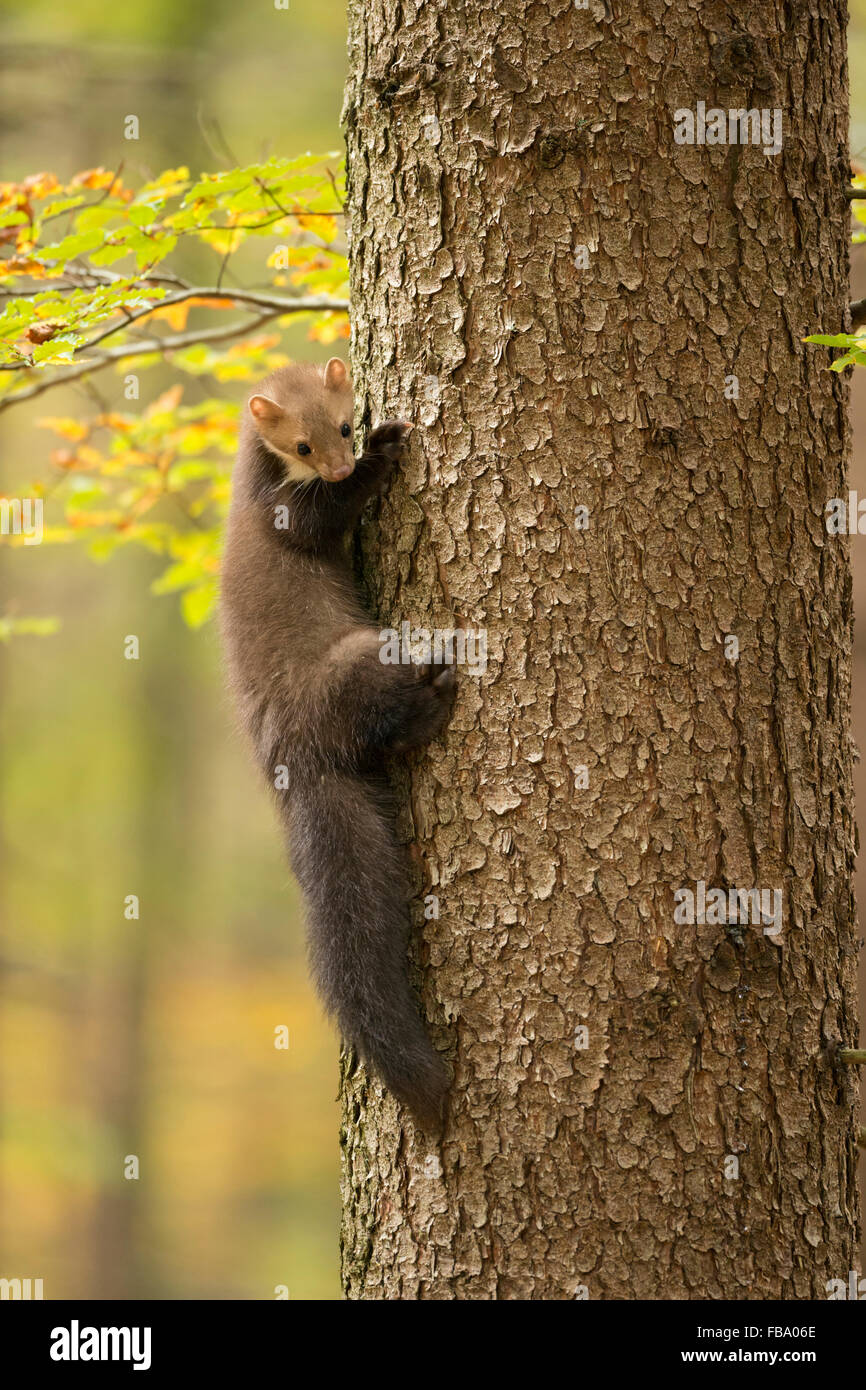 Steinmarder / Steinmarder / Steinmarder (Martes Foina) klettert auf einen Baum, umgeben von herbstlich gefärbten Blätter. Stockfoto