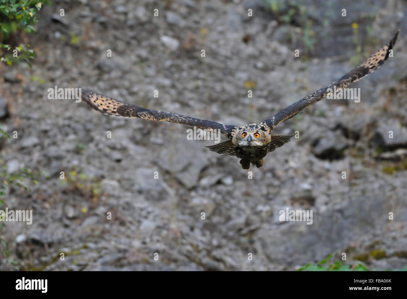 Nördlichen Uhu (Bubo Bubo) in Frontal Flug über einem alten Steinbruch, Tierwelt, Deutschland, kurz vor Kollision;-). Stockfoto