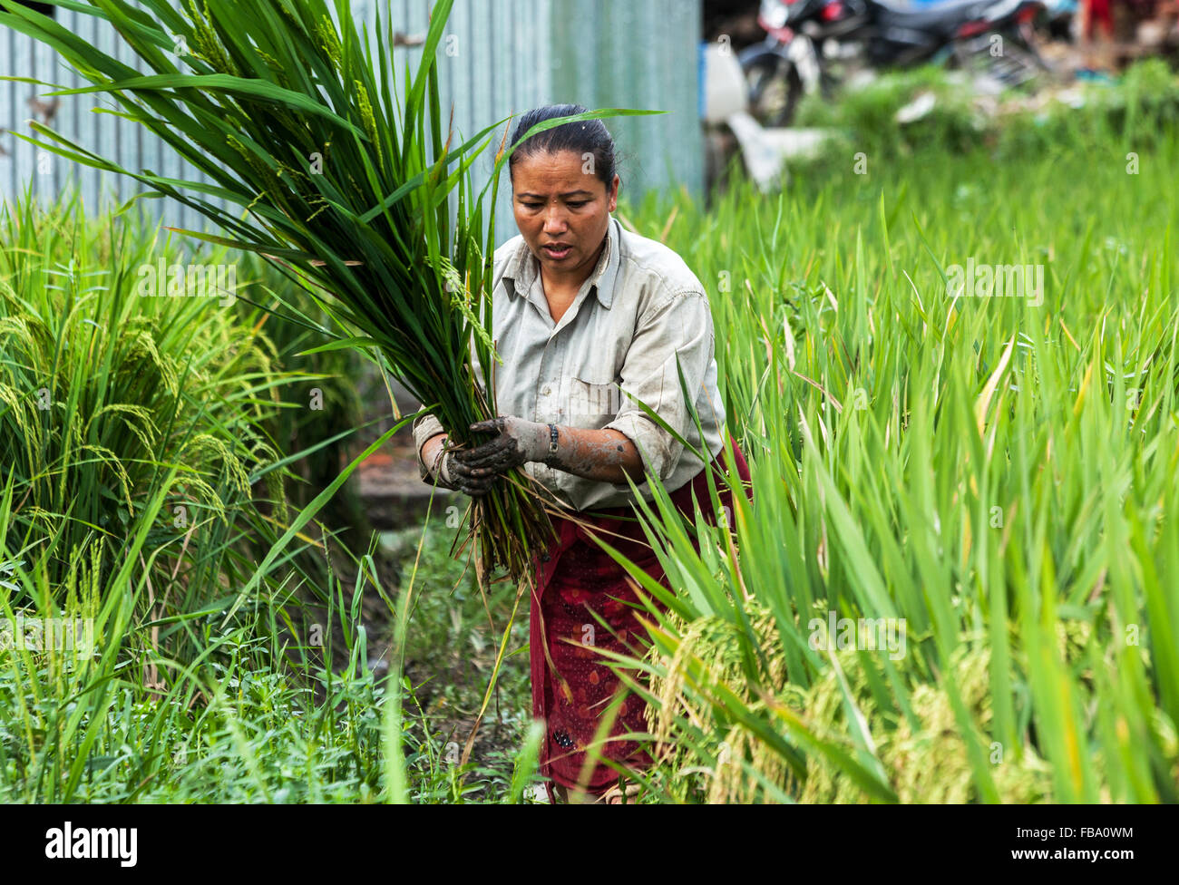 Frauen, die Ernte Reis direkt vor Kathmandu Stockfoto