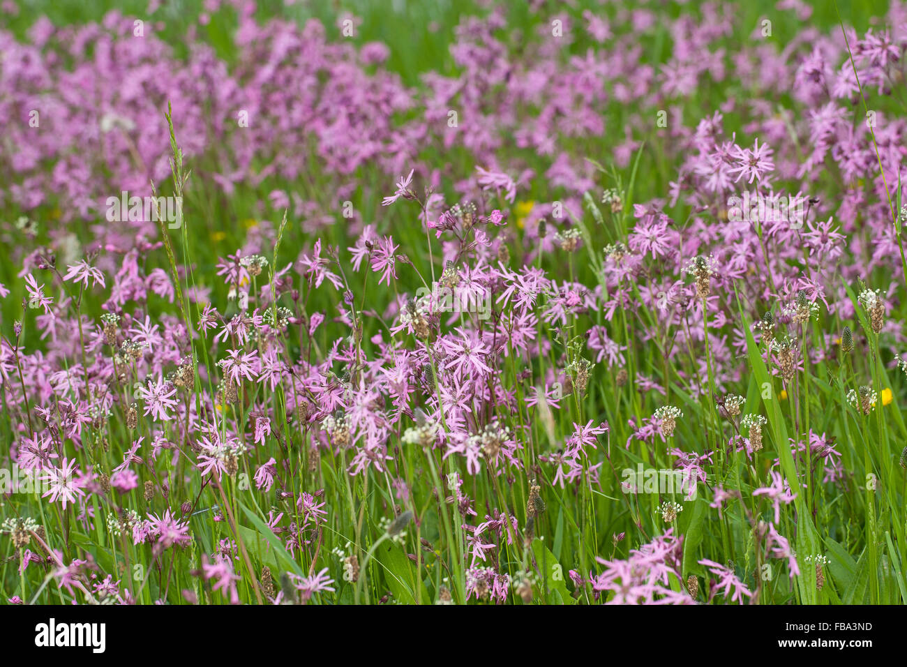 Ragged Robin Ragged Robin, KuckucksLichtnelke, Kuckuckslichtnelke