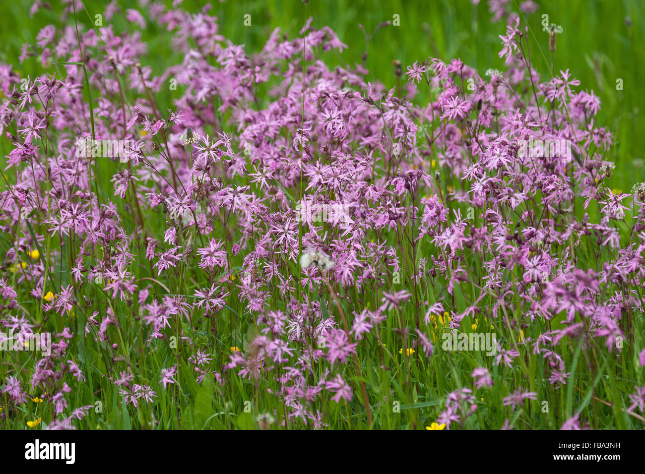 Ragged Robin Ragged Robin, KuckucksLichtnelke, Kuckuckslichtnelke