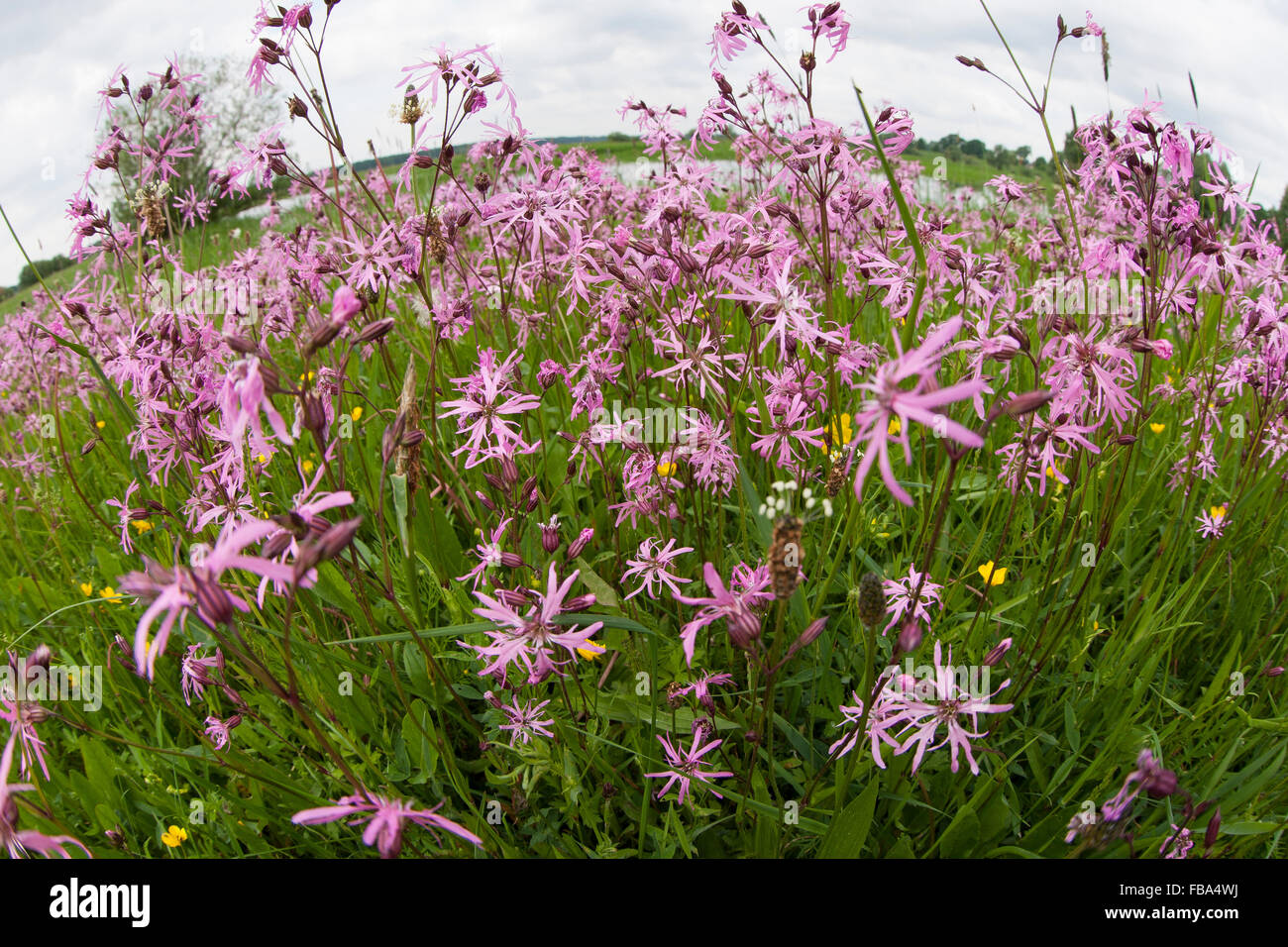 Ragged Robin Ragged Robin, KuckucksLichtnelke, Kuckuckslichtnelke