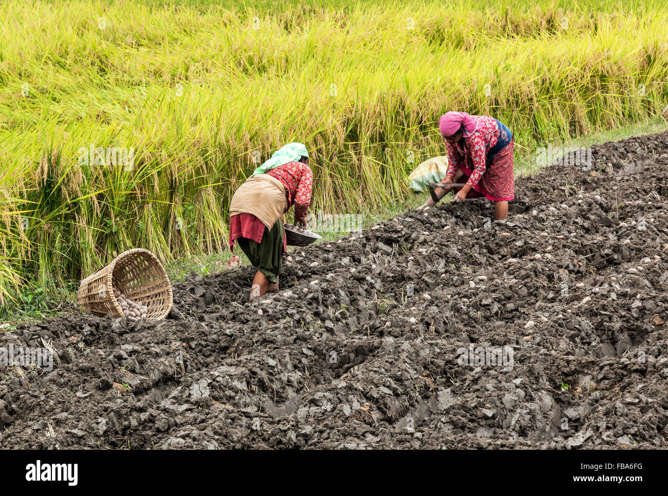 Zwei Frauen, die Pflanzen von Kartoffeln in das Dorf Sankhu Toren Kathmandu Stockfoto