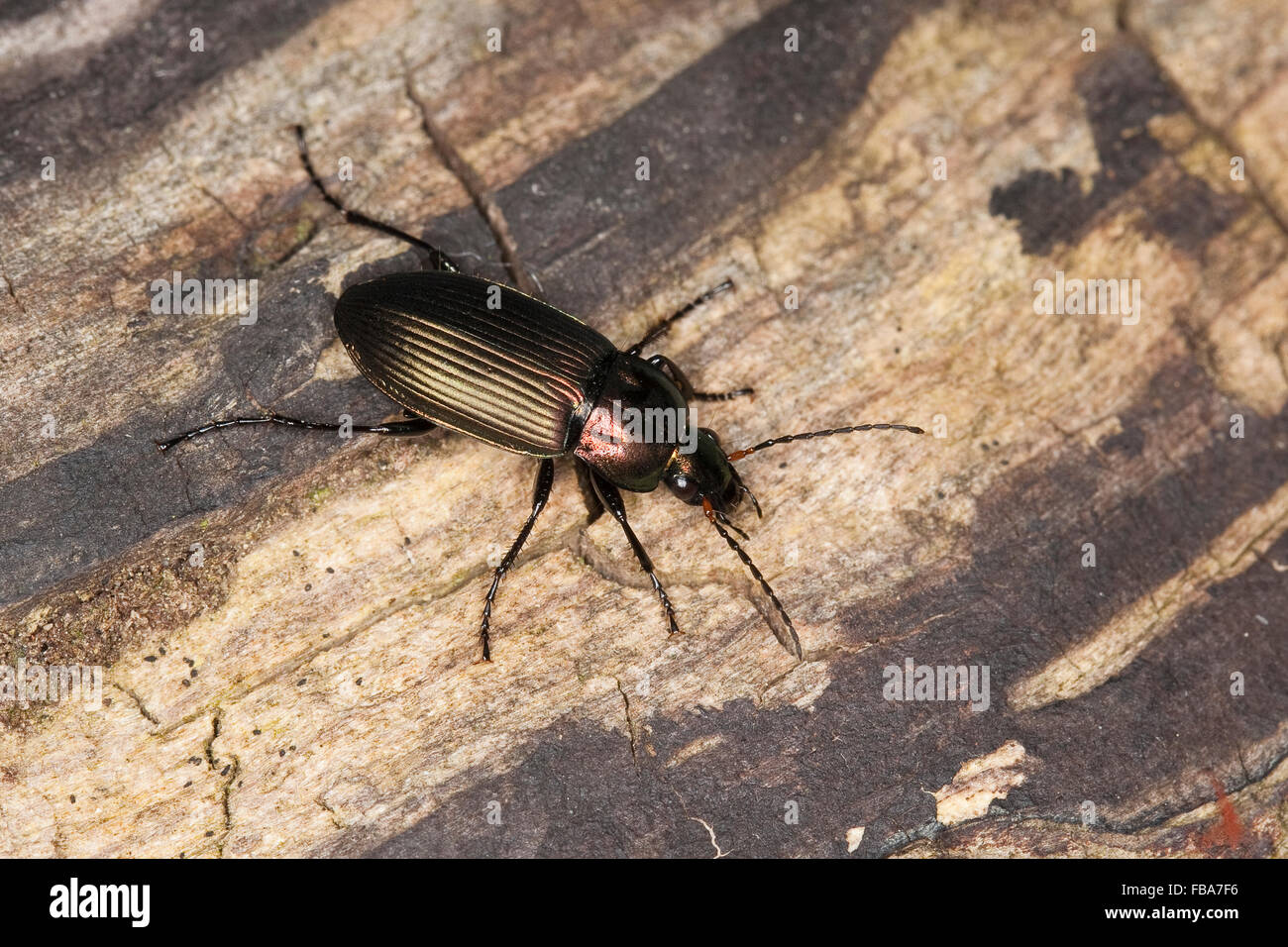 Boden-Käfer, Kupferfarbener Buntgrabläufer, Grabläufer, Schulterläufer, Buntläufer, Poecilus Cupreus, Pterostichus cupreus Stockfoto