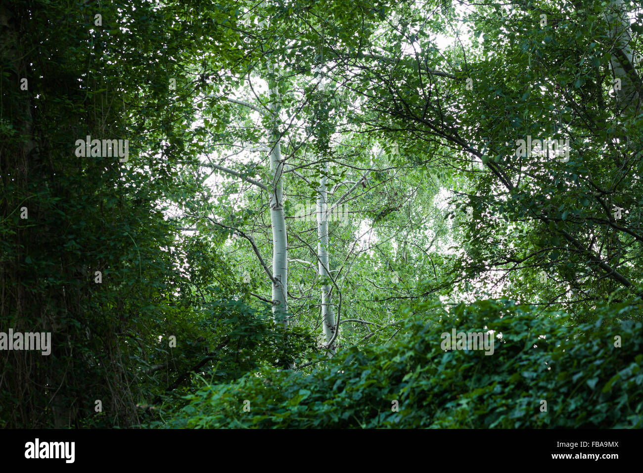 Birken (Betula Pendel) im Wald, Frankfurt (Oder), Deutschland Stockfoto