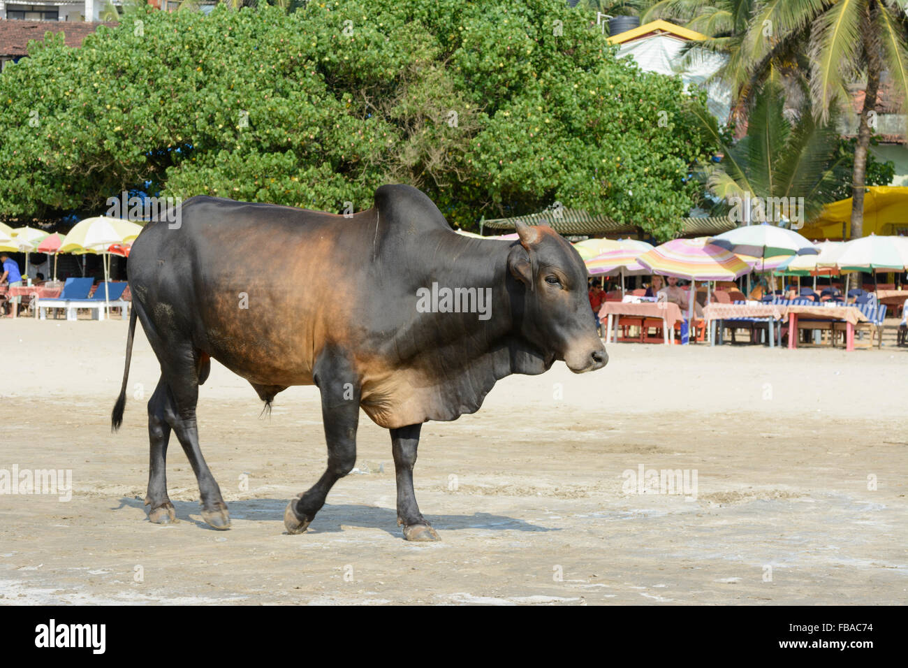 Eine heilige Kuh wandert entlang des Ufers am Strand von Arambol, Nord-Goa, Indien Stockfoto