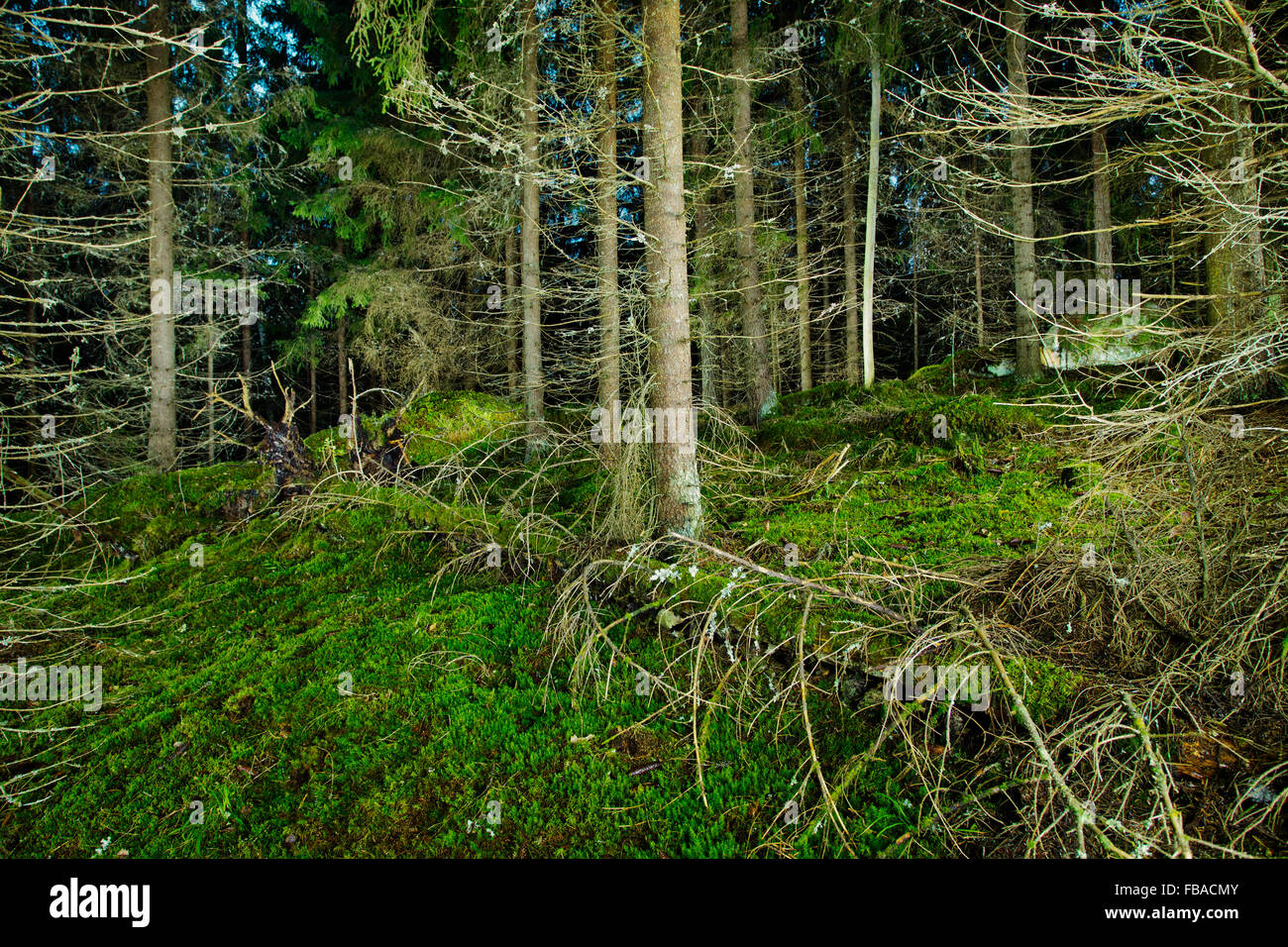 Finnland, Paijat-Hame, gefallenen Baum im Fichtenwald Stockfoto