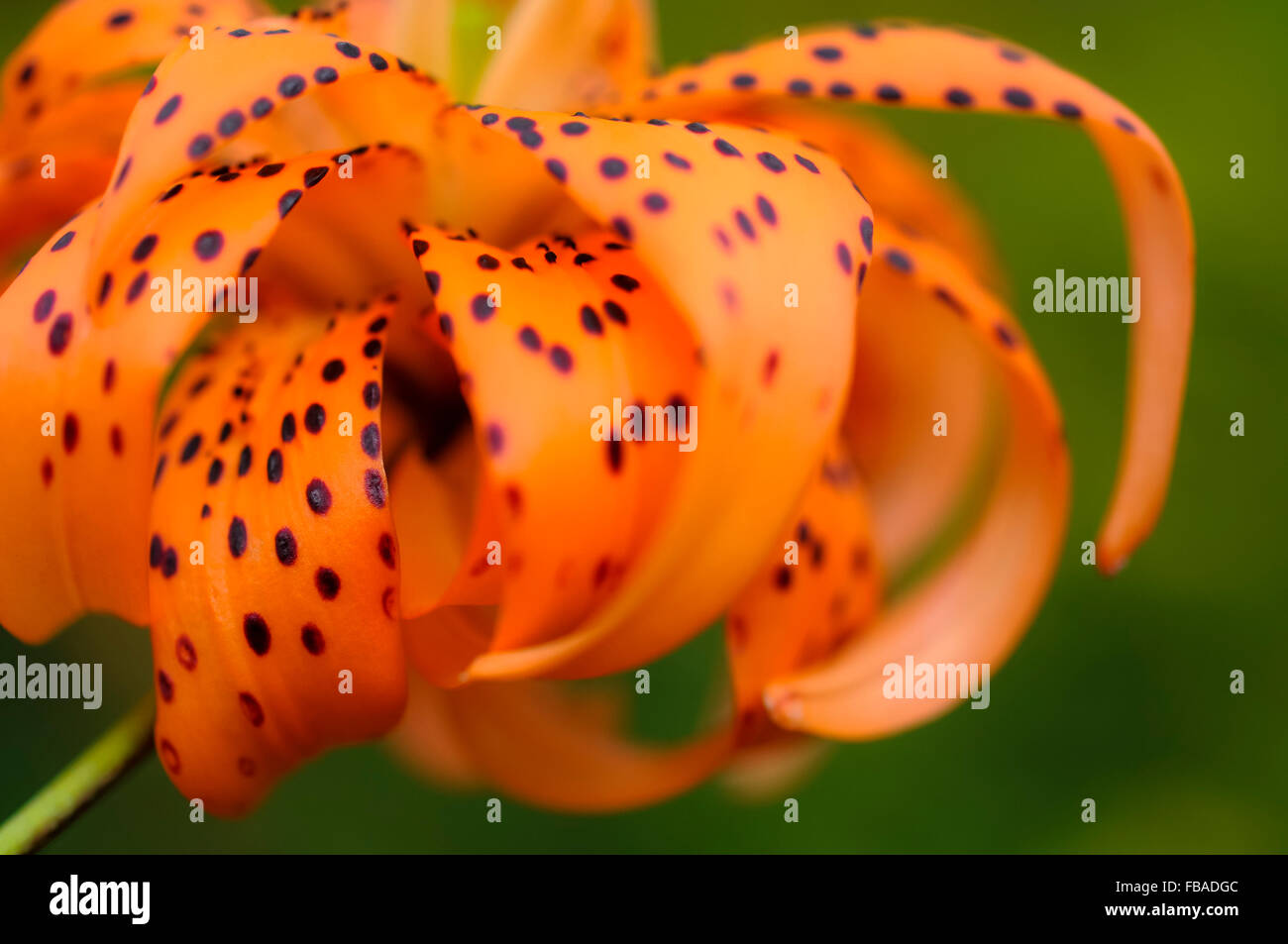 Lilium Lancifolium 'Flore Pleno'. Eine ungewöhnliche Doppel blühende Lilie mit Orangen gut gefleckte Blüten. Stockfoto