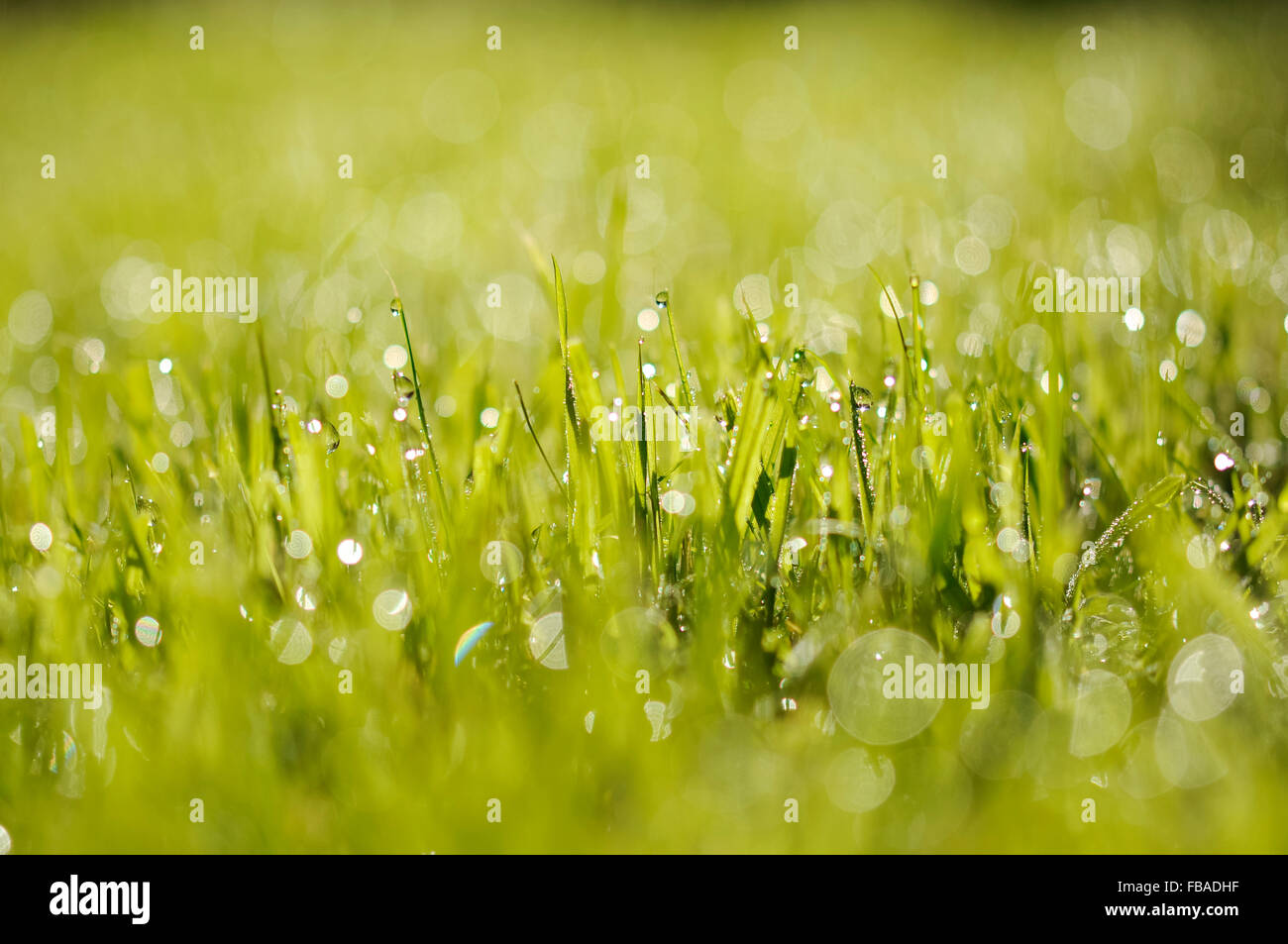 Niedrigen Winkel hautnah taufrischen grünen Gras. Stockfoto
