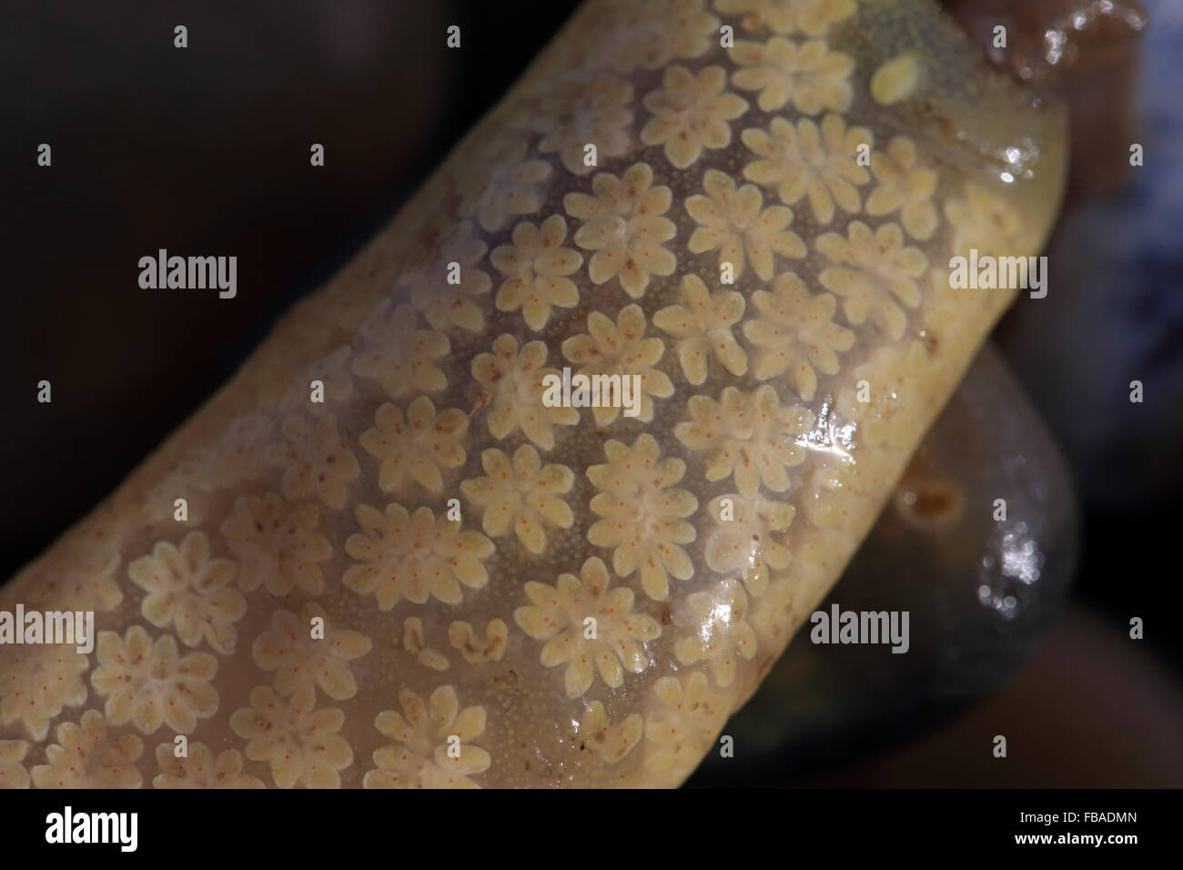 Golden Star Tunicate (Botryllus Schlosseri) Stockfoto