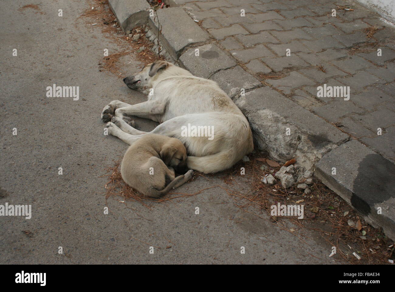 Mutter Hund und kleine Welpen zusammen Schlafen auf Natursteinpflastern Stockfoto