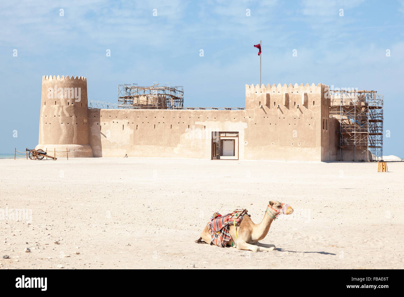 Kamel vor historischen Fort Zubarah (Al Zubara) im Norden östlich von Katar. Naher Osten, Arabien Stockfoto