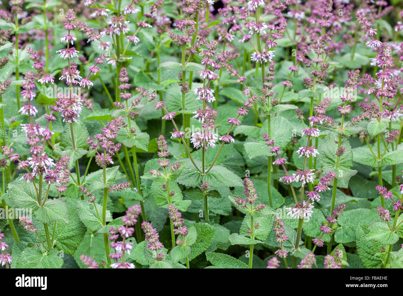 Salvia napifolia wachsende Stockfoto, Bild 93044042 Alamy