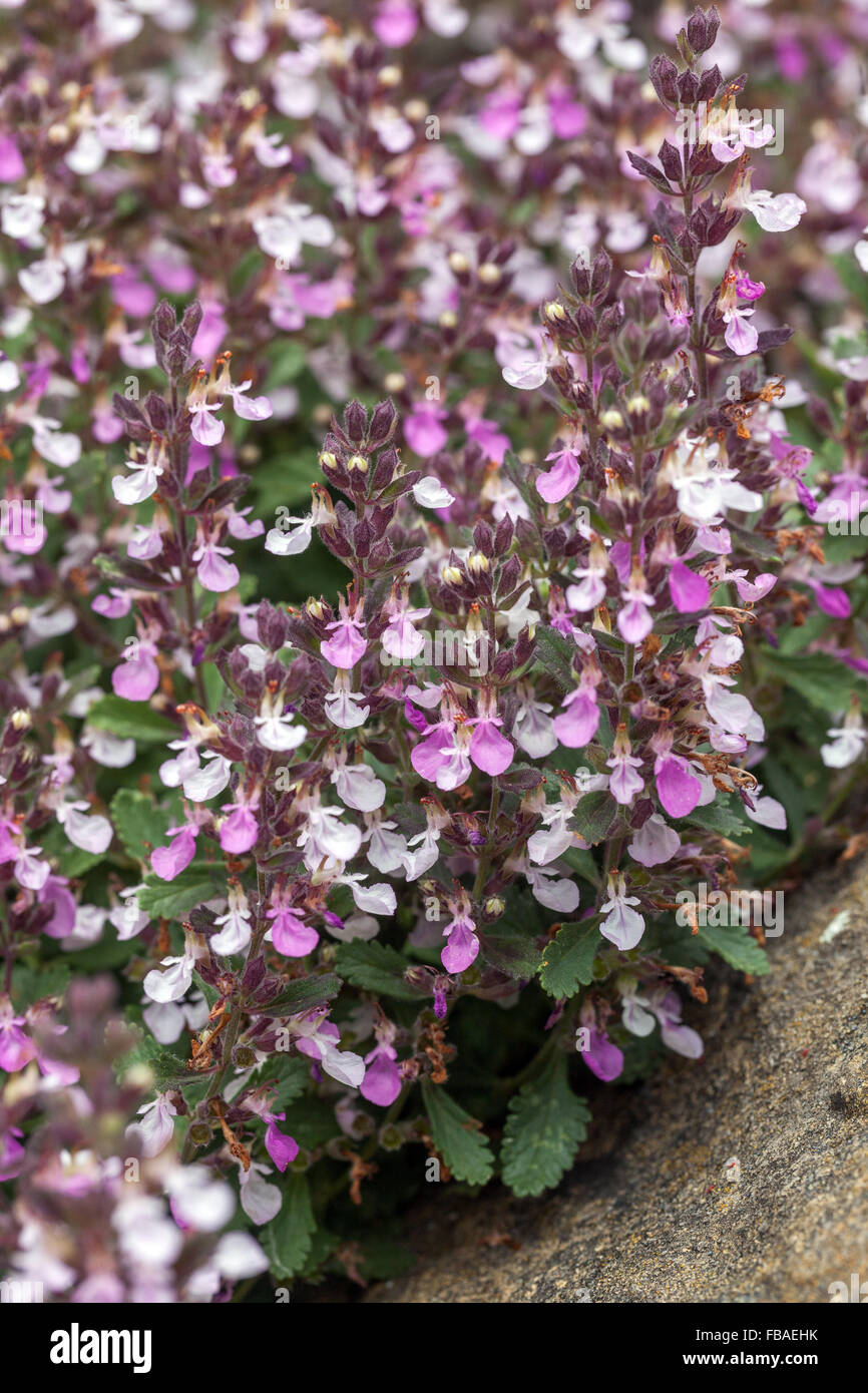 Wand Gamander Teucrium Chamaedrys blühen Stockfoto