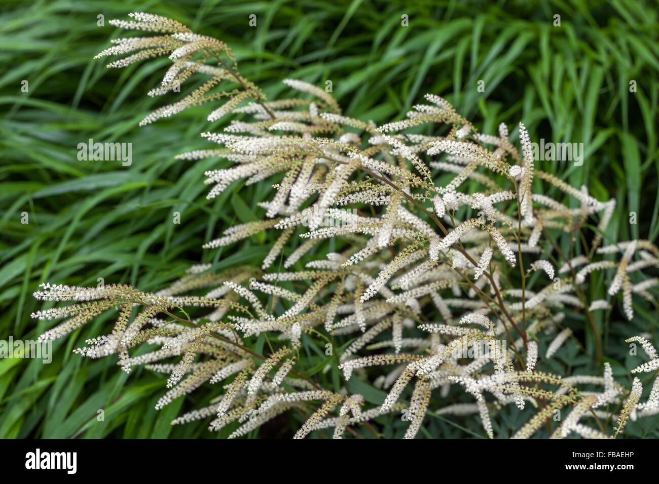 Aruncus aethusifolius ' Woldemar Maier', Japanisch Wald gras Hakonechloa macra Stockfoto