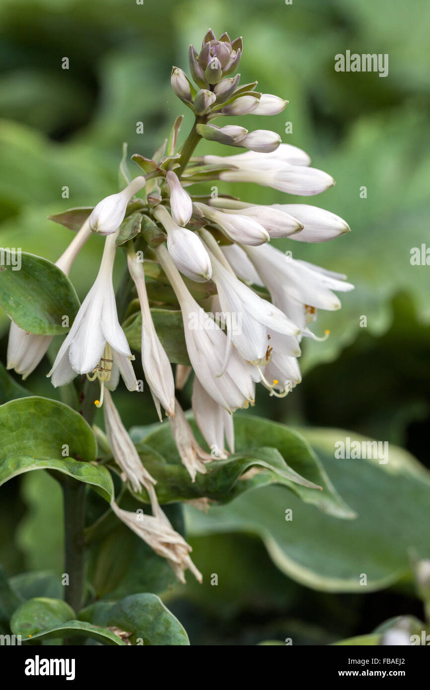 Hosta weißen Blumen blühen, Pflanzen für einen schattigen Teile des Gartens Stockfoto