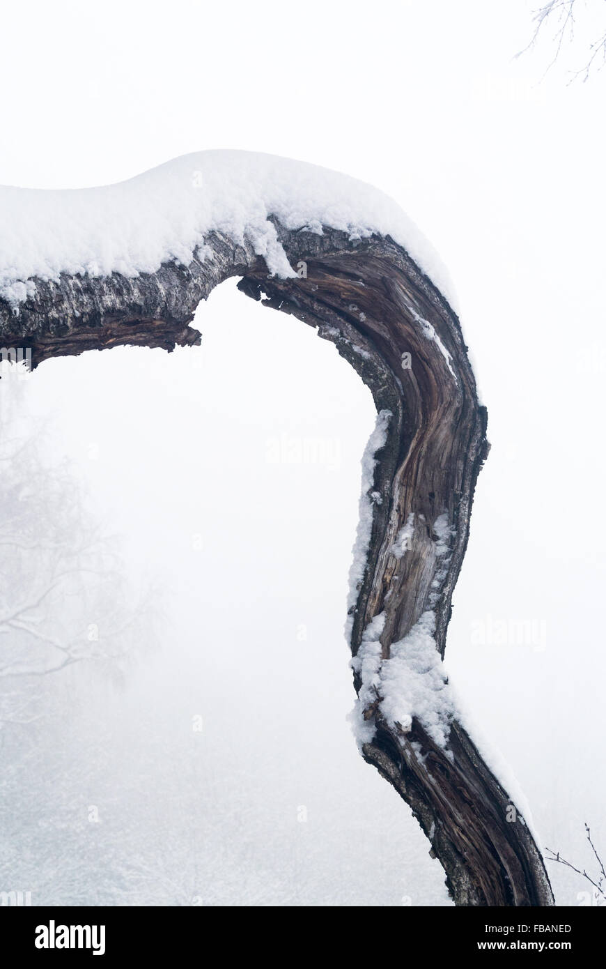Gebogener Baum mit Schnee im Winter bedeckt Stockfoto
