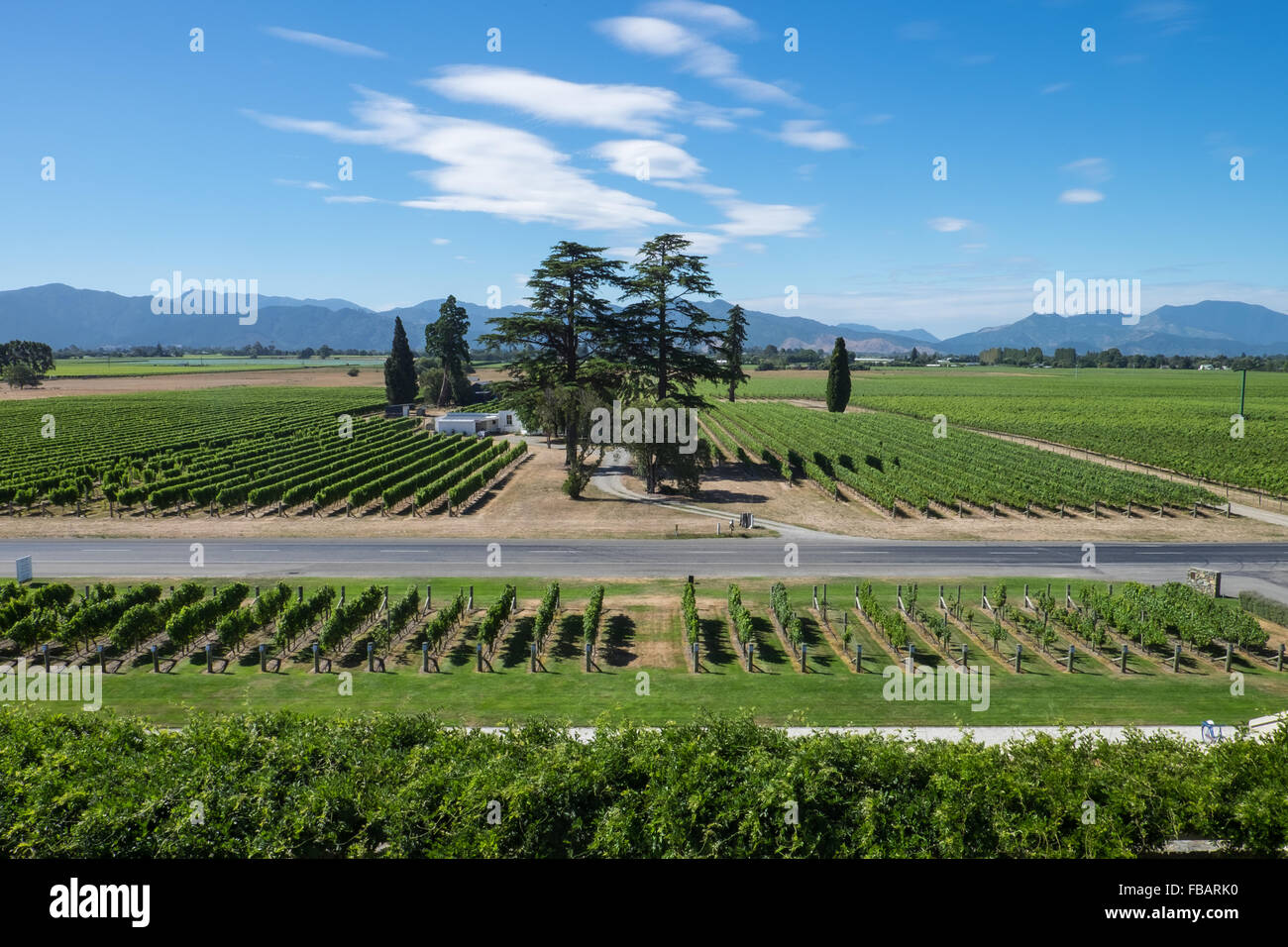 Reben wachsen in Marlborough Wine District, Neuseeland Stockfoto