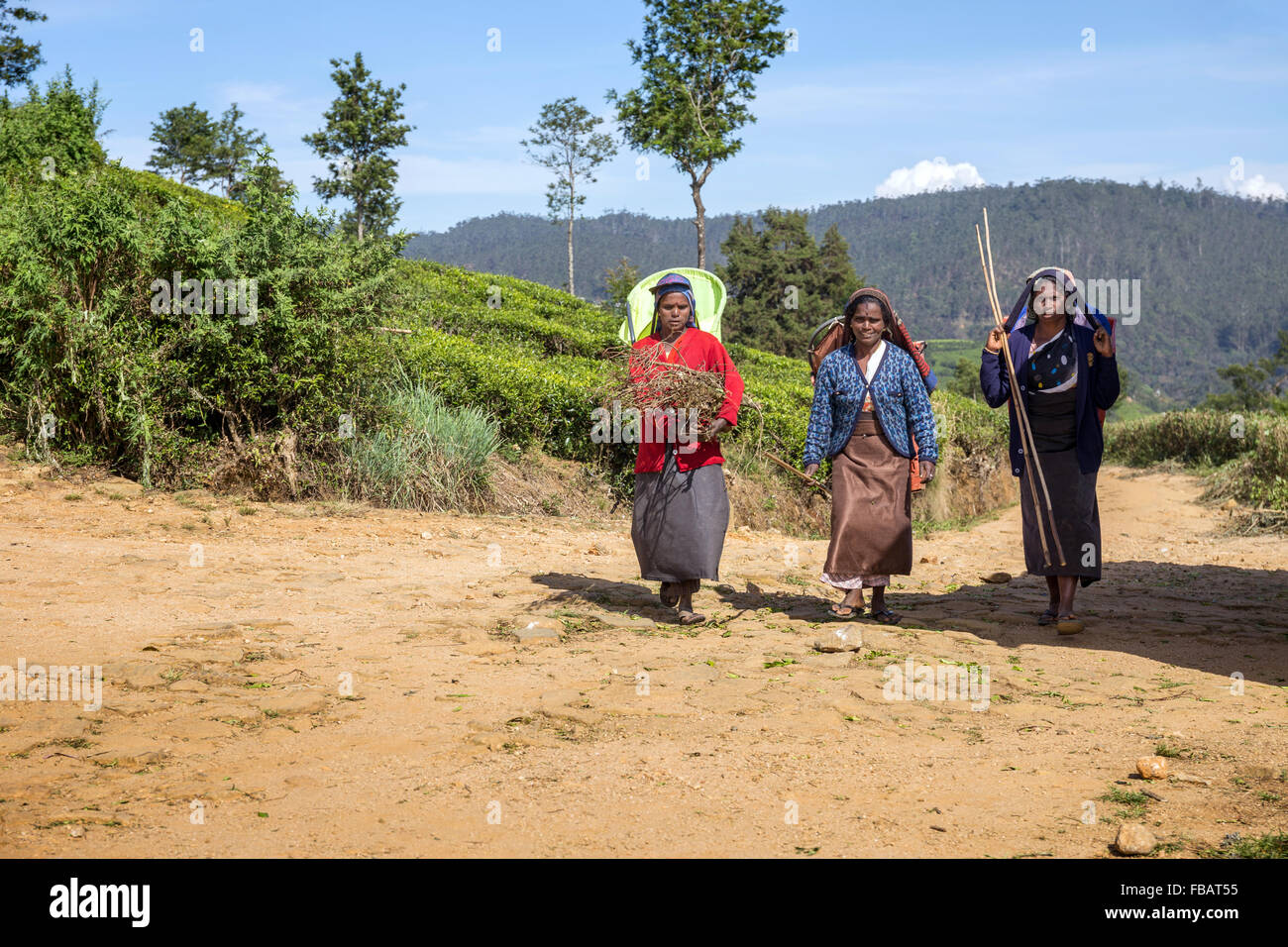 Teepflückerinnen auf einer Plantage in Nuwara Eliya in der Nähe von Kandy, Sri Lanka, Asien Stockfoto