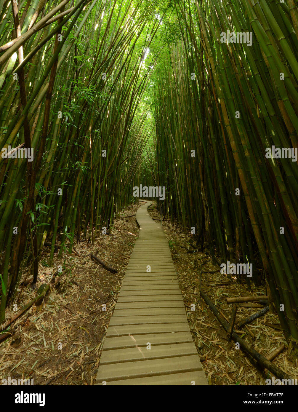 Bambus-Wald entlang der Pipiwai Trail im Haleakala National Park Stockfoto