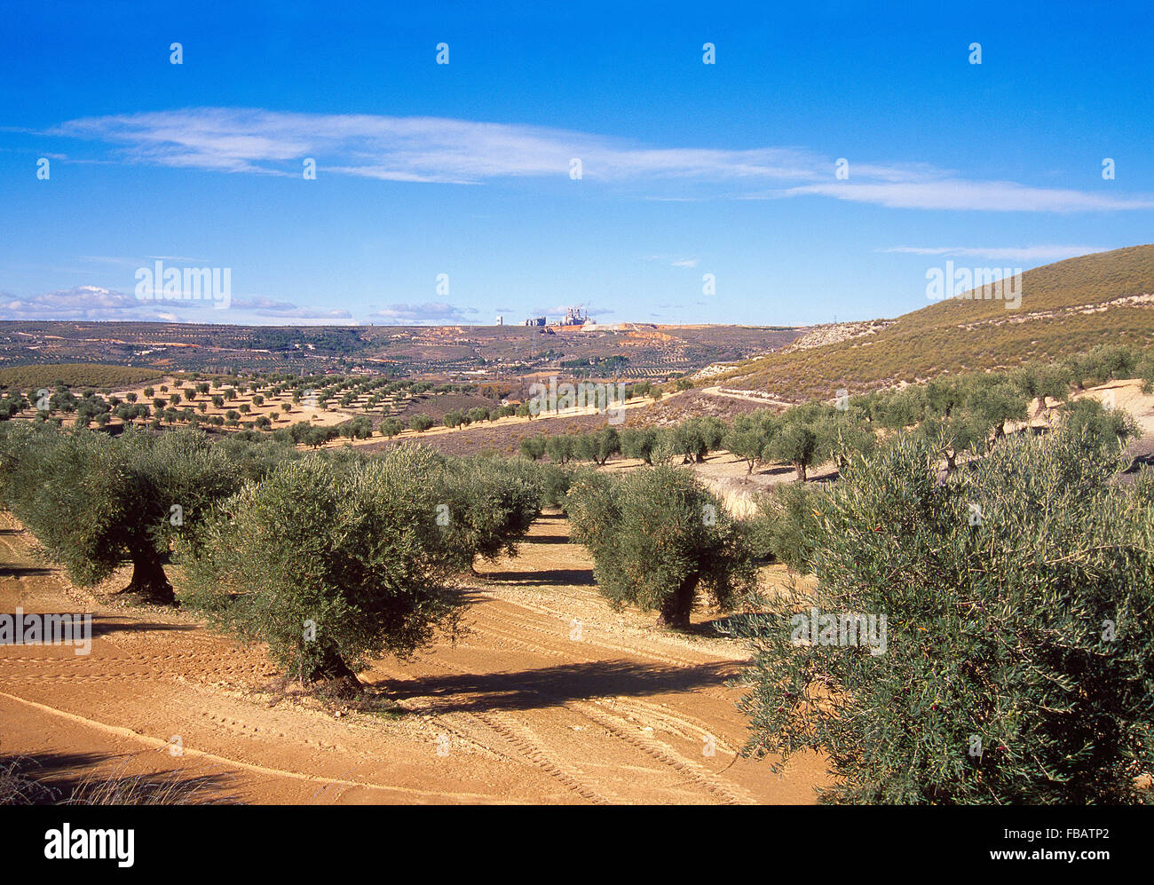 Olivenhaine. Morata de Tajuña, Provinz Madrid, Spanien. Stockfoto