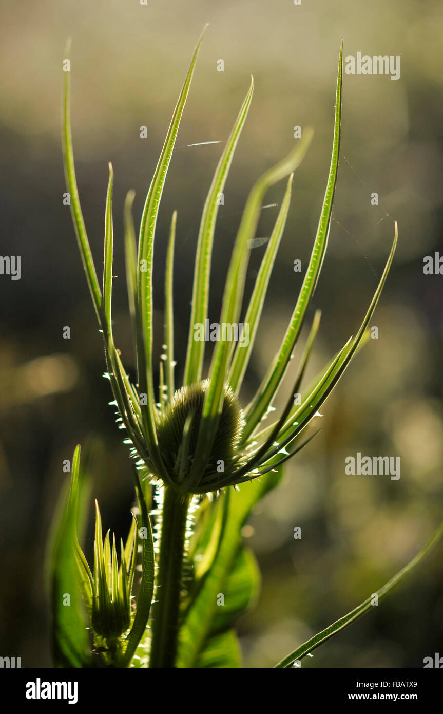 Quasten Sie Blume (Dispacus Fullosum) Kopf Hintergrundbeleuchtung mit warmen Sonnenlicht. Stockfoto