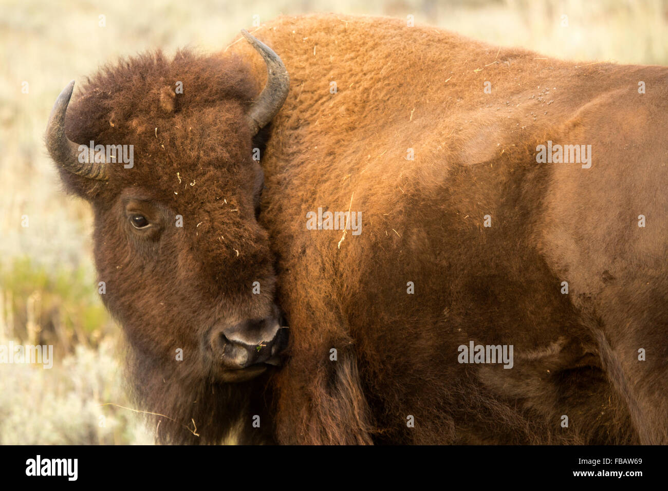 Einzige großen Bison, mit Kopf drehte sich neugierig, zu Fuß in den Wüsten-Beifuß-Ebenen des Lamar Valley in Yellowstone. Stockfoto