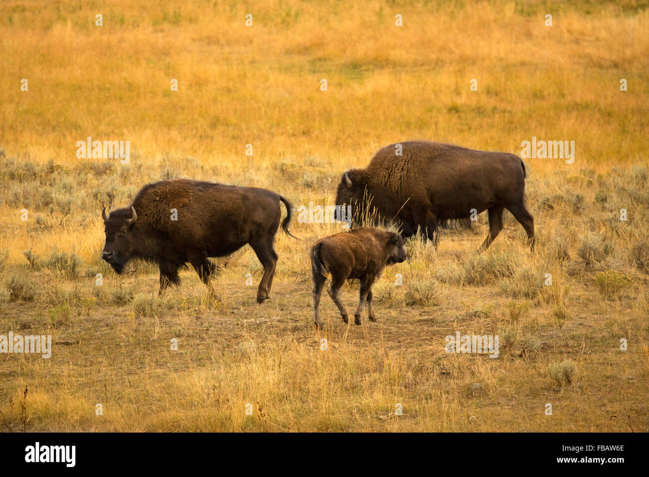 Paar von Erwachsenen Bison mit einem jungen Kalb, Beweidung in den Wüsten-Beifuß-Ebenen des Lamar Valley im Yellowstone-Nationalpark, Wyoming Stockfoto