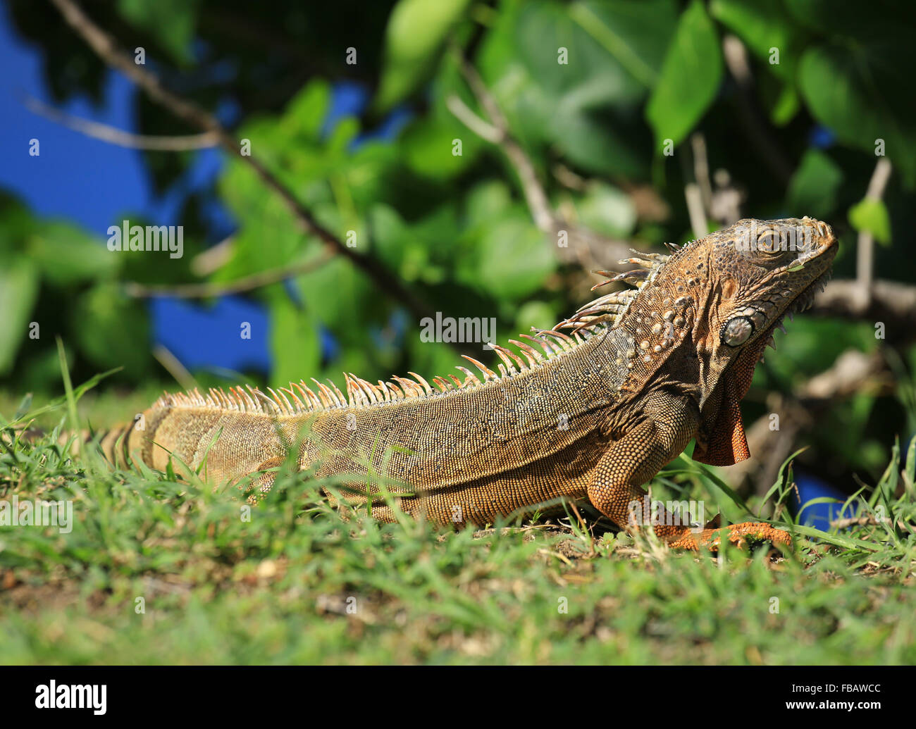 Einen Leguan, fotografiert in der Nähe der Stadt Grand Case, St. Martin in den französischen Antillen Stockfoto