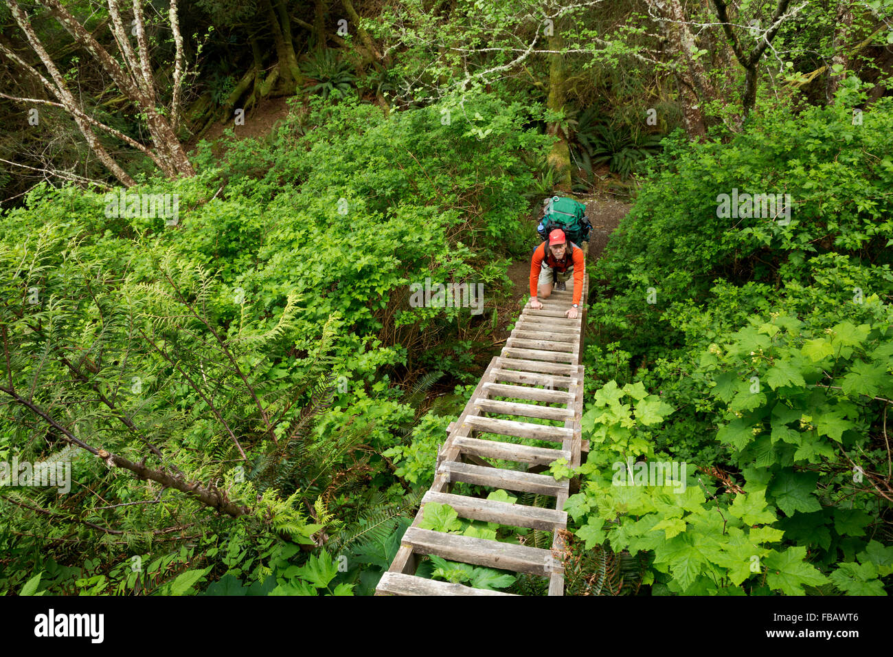 BRITISH COLUMBIA - Wanderer aufsteigend die erste Hunderter von Leitern ab Pachena Zugriff auf der West Coast Trail. Stockfoto