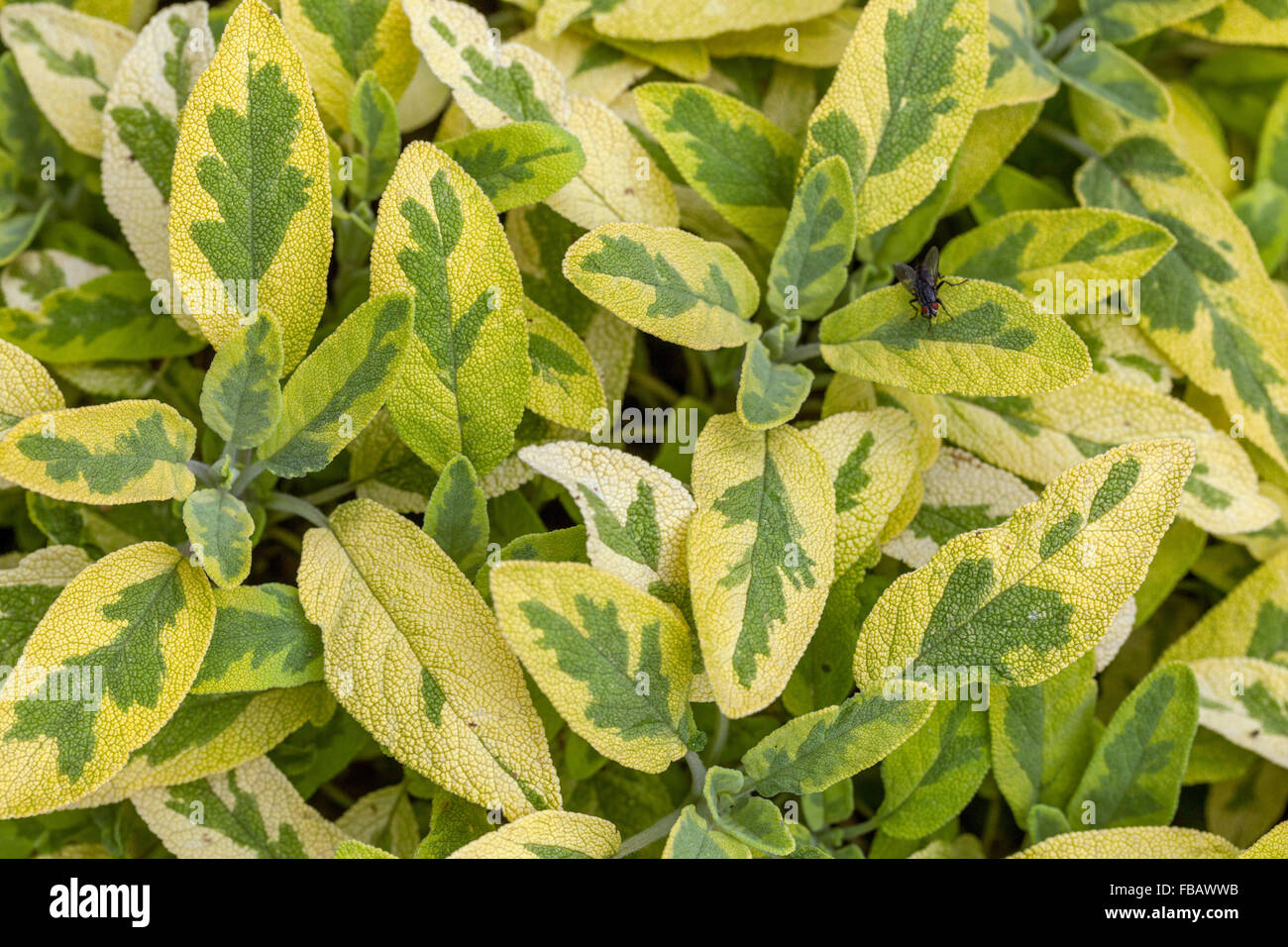 Salvia officinalis 'Icterina' dekorativ und aromatisch Salvia Blätter kulinarische Kräuter, Kräuter Stockfoto