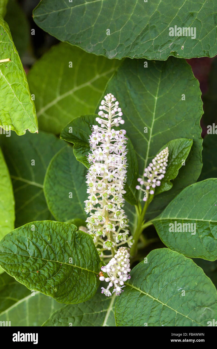 Blühende indischen Pokeweed, indische Poke, Phytolacca acinosa Syn. Esculenta Stockfoto