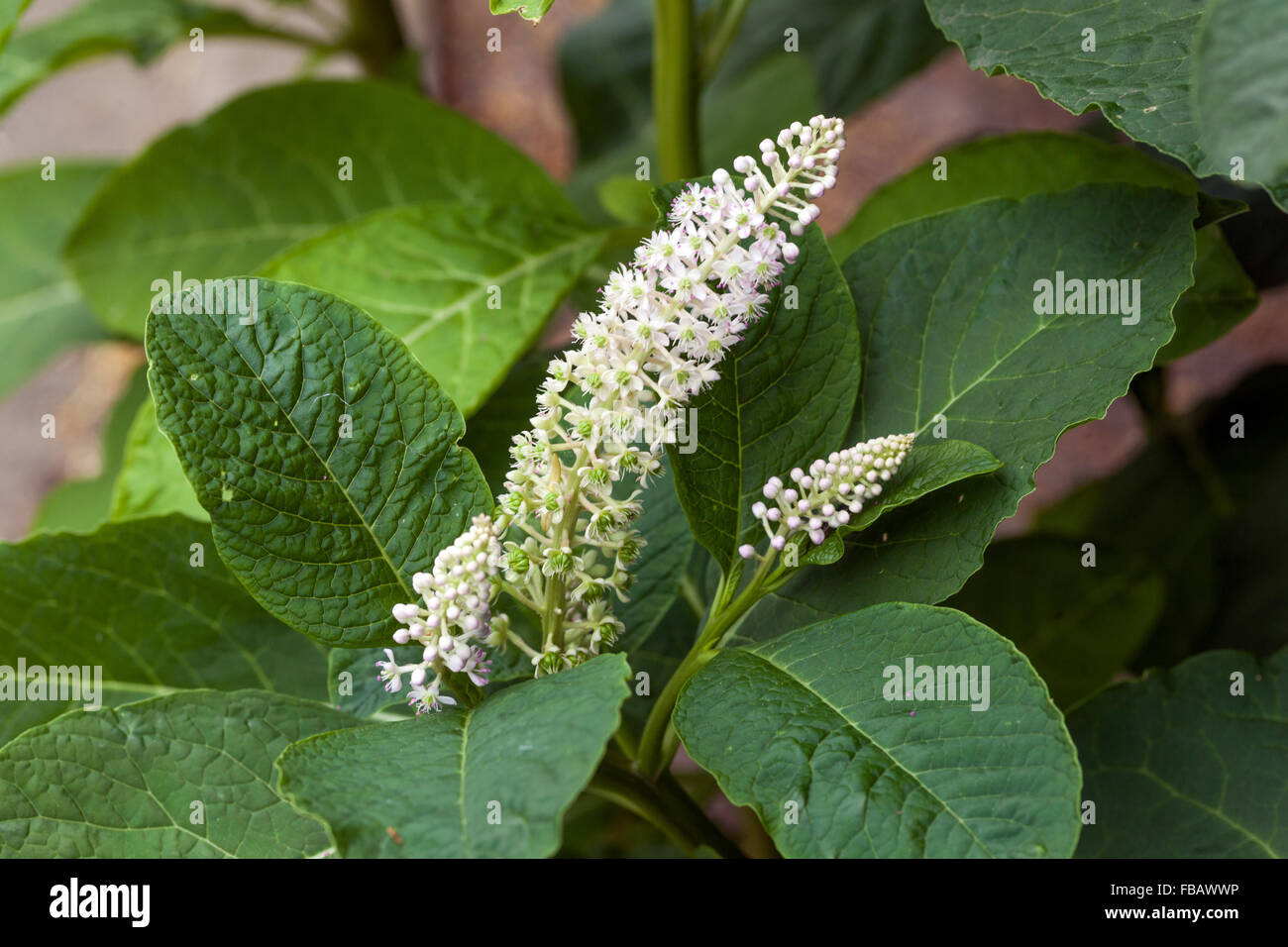 Blühende indischen Pokeweed, indische Poke, Phytolacca acinosa Syn. Esculenta Stockfoto