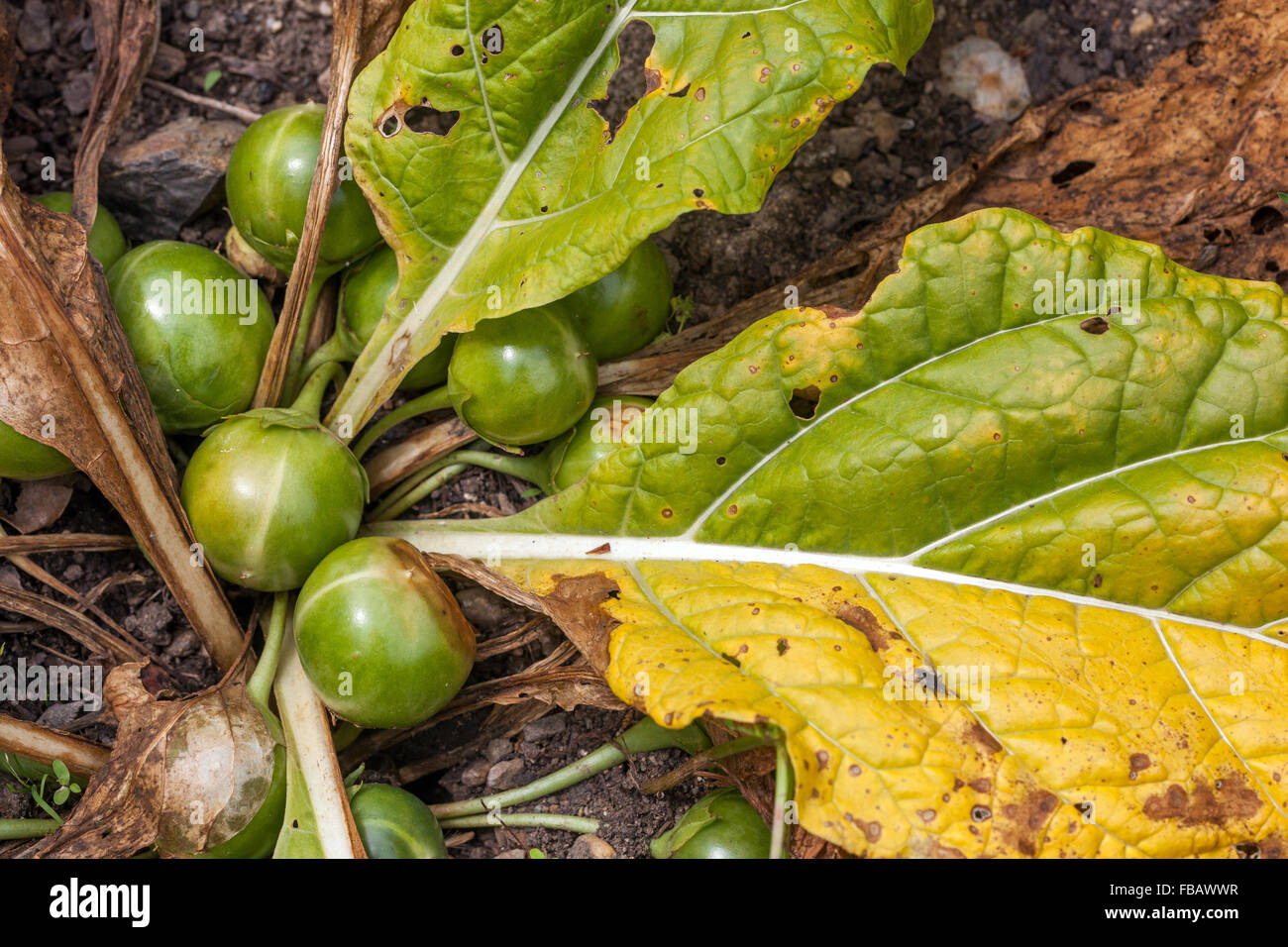 Alraune, Mandragora officinarum Stockfoto