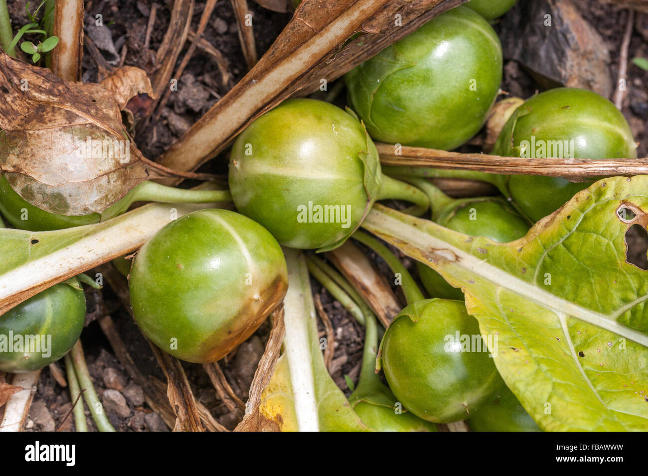 Mandrake, Mandragora officinarum, aus der Art geschlagen Stockfoto