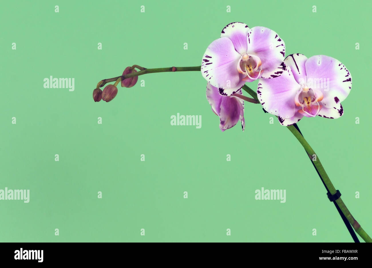 Violette und weiße Orchidee mit grünem Hintergrund Stockfoto