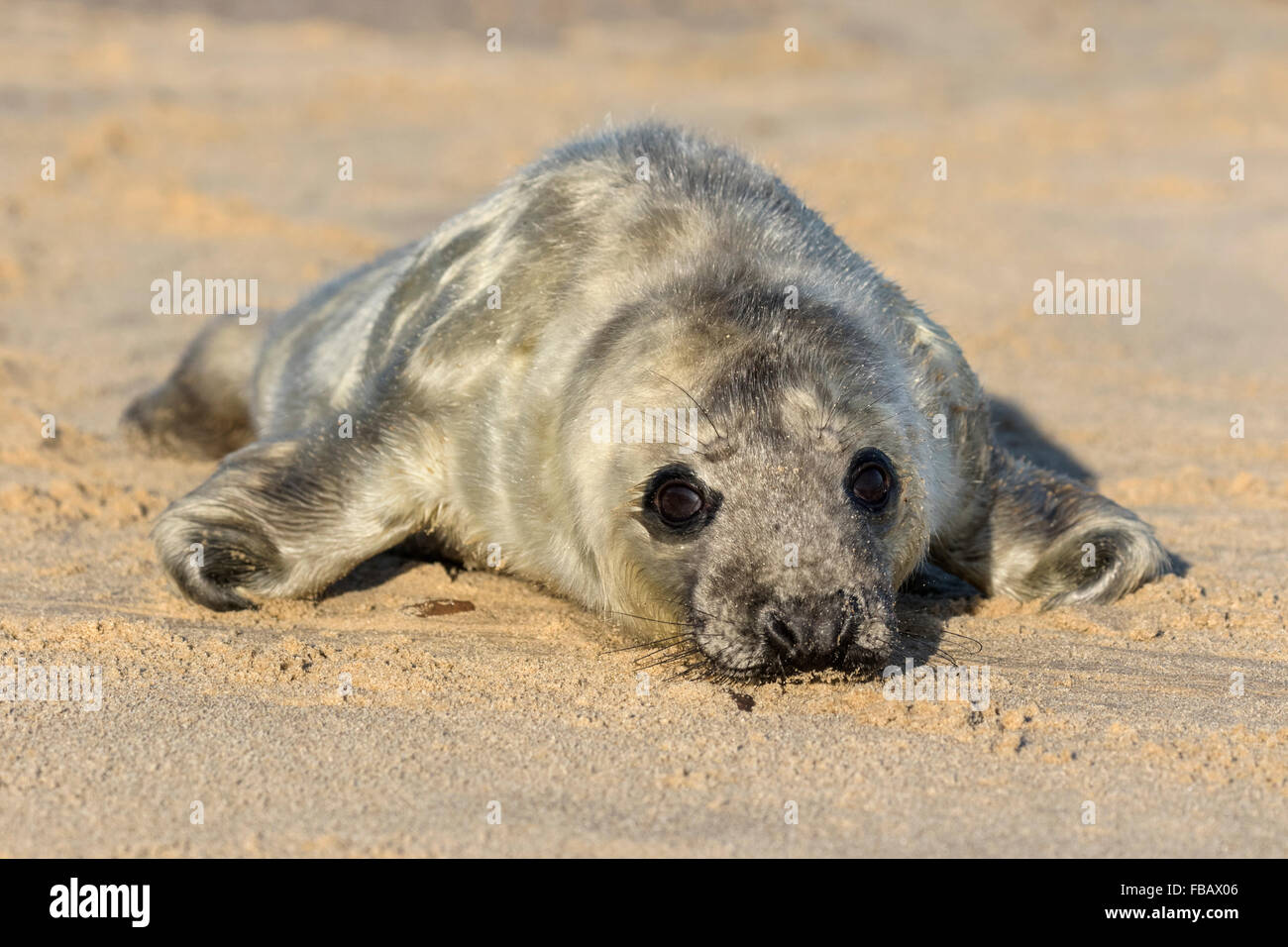 Atlantic Grey Seal neugeborenen Welpen - Halichoerus grypus Stockfoto