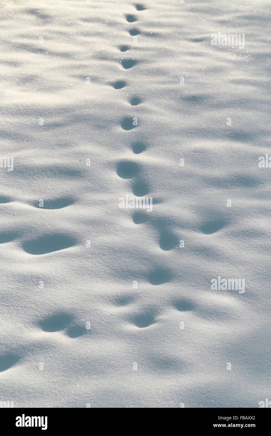 Weiße schöne Schnee eine fotografierten hautnah Stockfoto