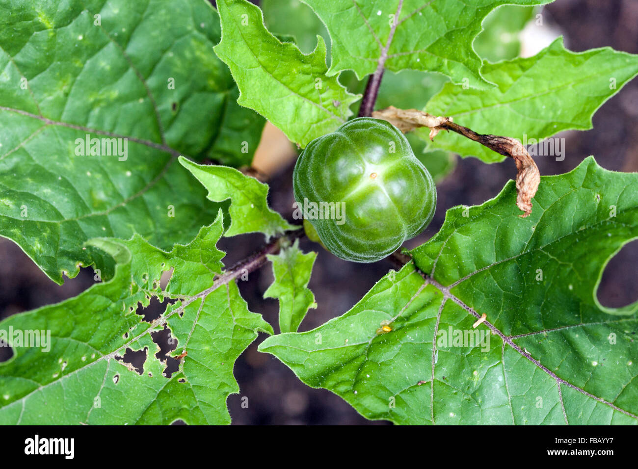 Datura Metel ist eine strauchartige mehrjährige Pflanze, allgemein bekannt als Teufels Trompete und Metel. Stockfoto