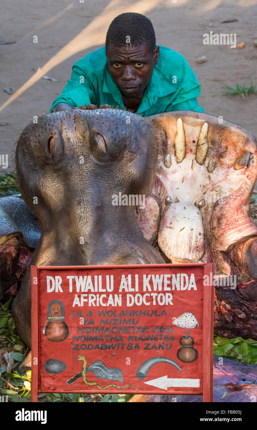 Ein Malawian Mann mit einem geschlachteten Hippo nahe Chikwawa, Malawi. Stockfoto