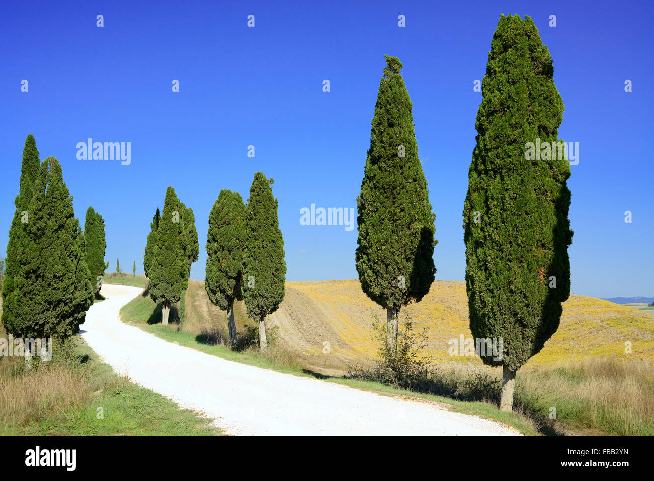 Zypressen-Zeilen und eine weiße Straße ländlichen Landschaft in Crete Senesi Land in der Nähe von Siena, Toskana, Italien, Europa. Stockfoto