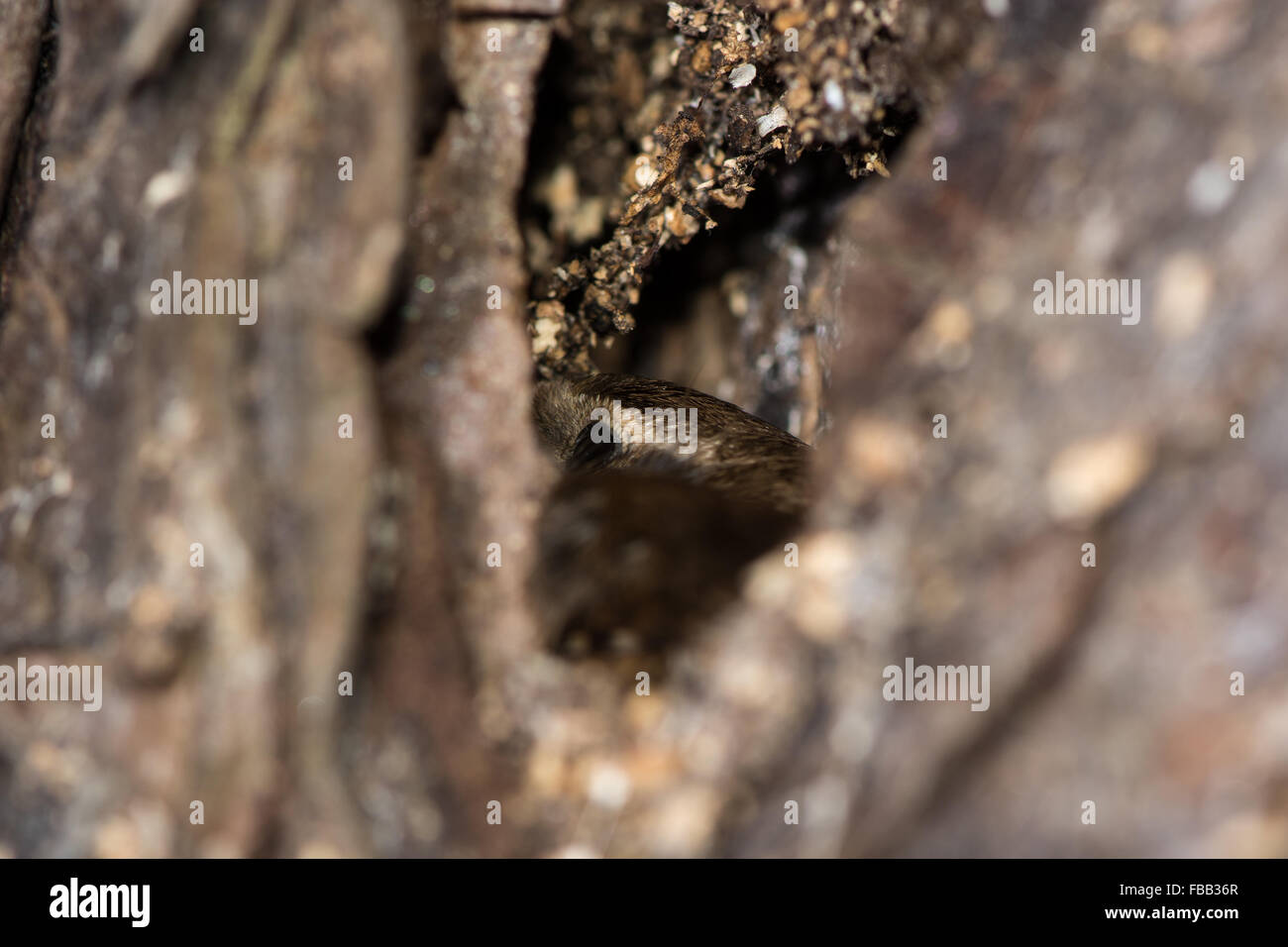 Zaunkönig (Troglodytes Troglodytes) Schlafplatz. Eine gemeinsame Vogel in der Familie Troglodytidae Schlafplatz über Nacht in einem Raum unter Rinde Stockfoto