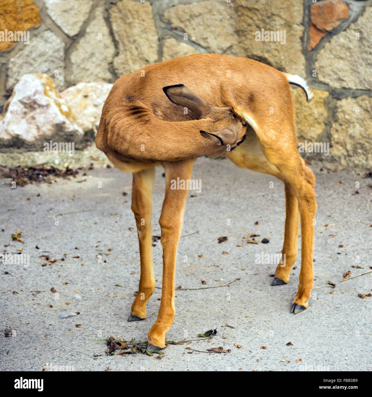 Baby Dama Gazelle (Nanger Dama Mhorrgazelle) Stockfoto
