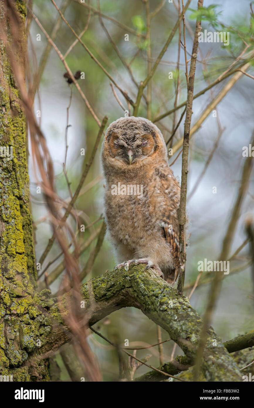 Der Waldkauz junge / Waldkauz (Strix Aluco) sitzt hoch oben in einem Baum versucht zu verbergen, indem Sie seine Augen zu schließen. Stockfoto