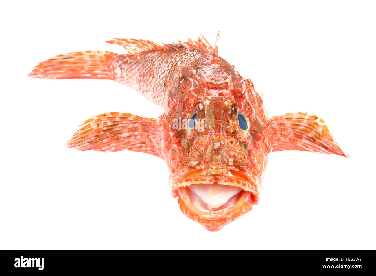 Rot Drachenköpfe Vorderansicht Meeresfrüchte zubereitet. Rohkost isoliert auf weißem Hintergrund. Als Scorpaena Scrofa bekannt Stockfoto