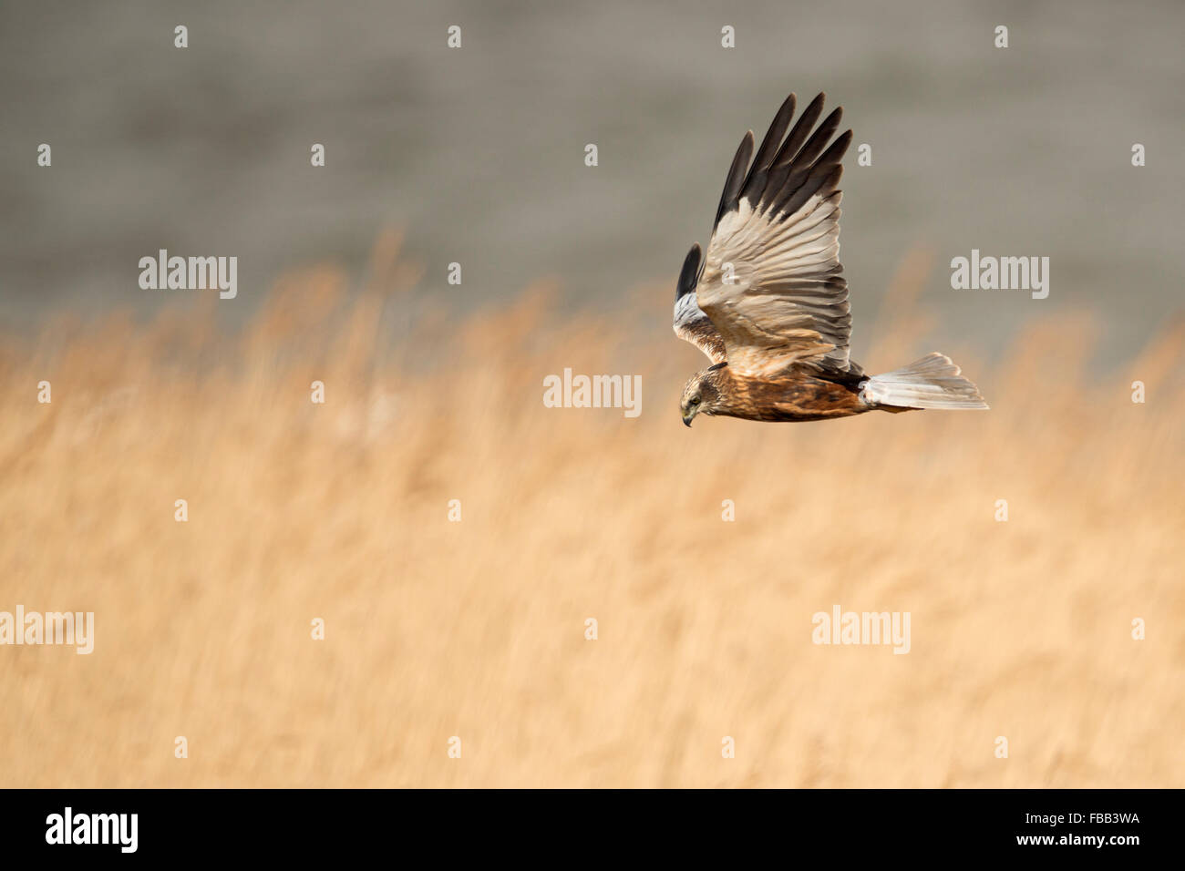 Western Marsh Harrier / Rohrweihe (Circus Aeruginosus) auf der Flucht, auf der Suche nach Beute, über goldenen Schilf, Niederlande, Europa. Stockfoto