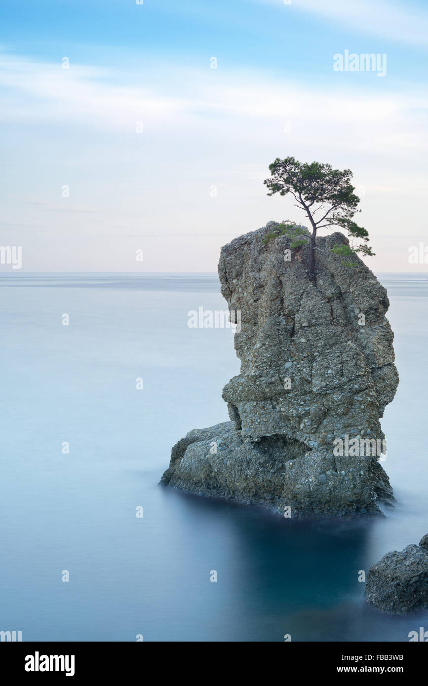 Regionaler Naturpark Portofino. Einsame Kiefer Baum Küsten Felsstrand. Langzeitbelichtung Fotografie. Ligurien, Italien Stockfoto